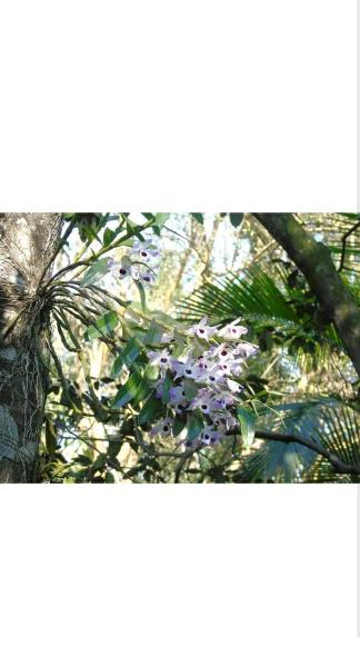 una foto de un árbol con flores púrpuras en Jardín de Naipí 2 en Puerto Iguazú