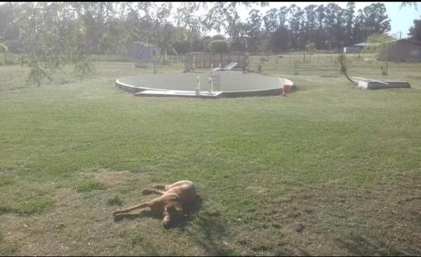 un perro tirado en la hierba en un parque en Todo pasa en Tandil