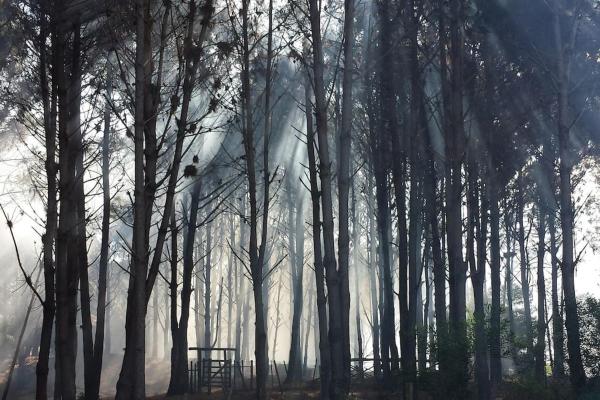 un bosque de árboles con humo en el fondo en Loft House - Playa Mansa, en Punta del Este