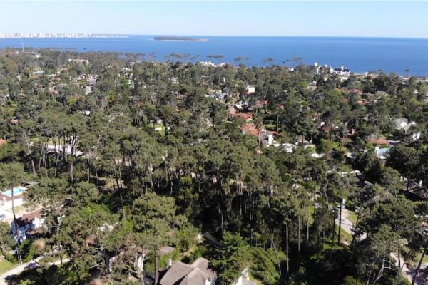 una vista aérea de un bosque de árboles junto al océano en Loft House - Playa Mansa, en Punta del Este