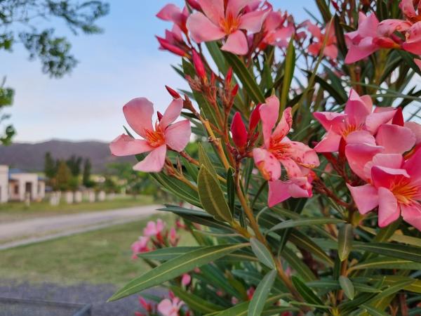 un ramo de flores rosas en un arbusto en La Maca Suites en Villa General Belgrano
