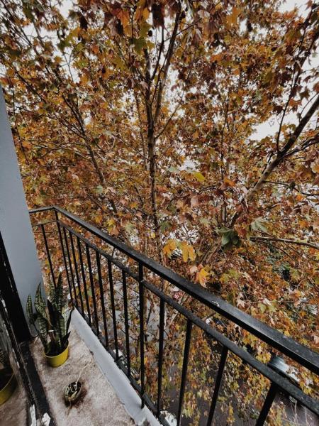 - Balcón con vistas a un árbol en DEPARTAMENTO EN BA! en Buenos Aires