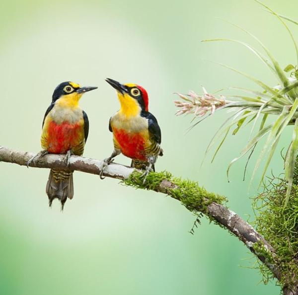 dos pájaros están sentados en una rama de árbol en Minicasa Rural Maria Preta en Puerto Iguazú