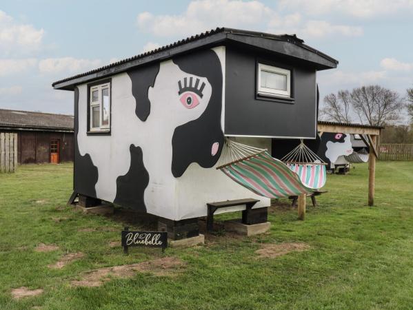 Bluebelle Cow Shed 5 accommodation image