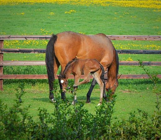 Beautiful Lodge in Newmarket with parking accommodation image