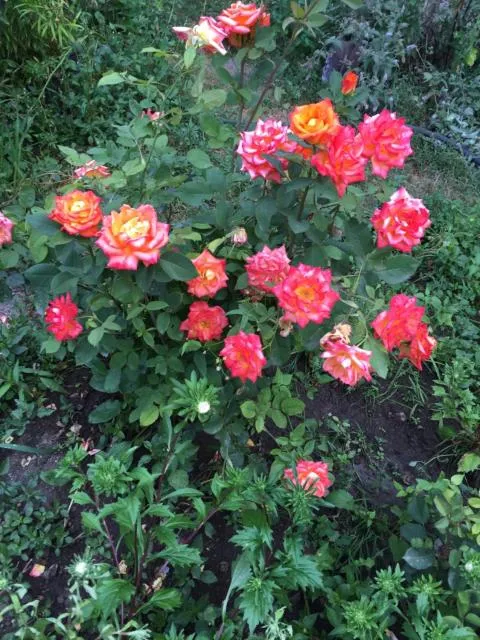  Anush`s B&B - picture  : Garden 