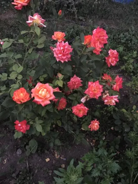  Anush`s B&B - picture  : Garden 