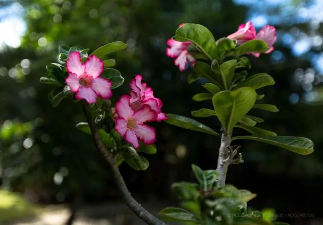  Siboney Beach Club - picture  : Garden,Property 