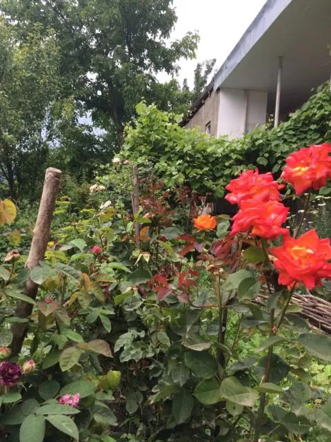  Anush`s B&B - picture  : Garden,Property building 