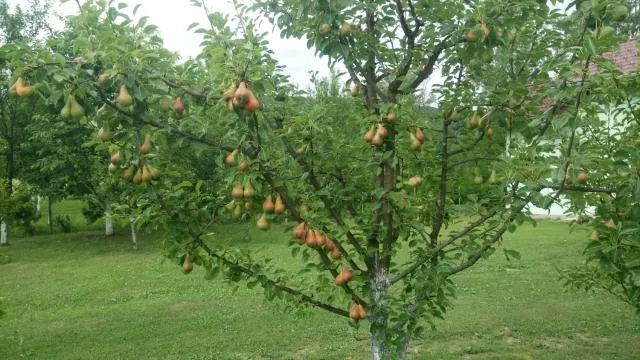  Kuca Delić - picture  : Garden,Garden,Property 