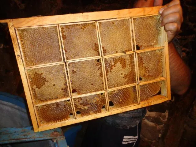  Anush`s B&B - picture  : Activities 