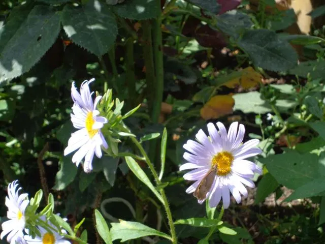  Anush`s B&B - picture  : Garden 