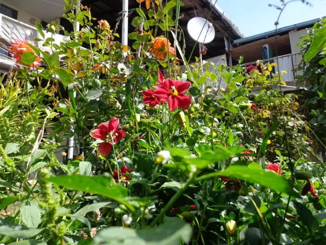  Anush`s B&B - picture  : Garden 