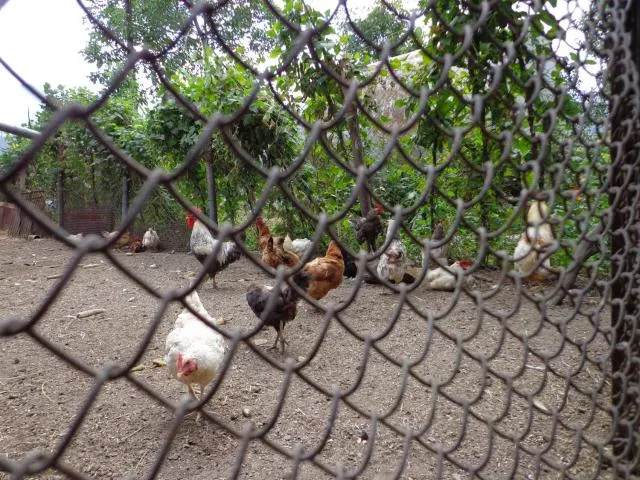  Anush`s B&B - picture  : Other animals 