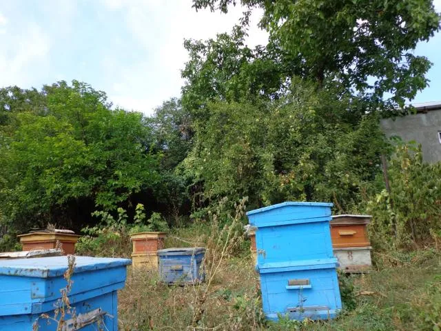  Anush`s B&B - picture  : Pool view 