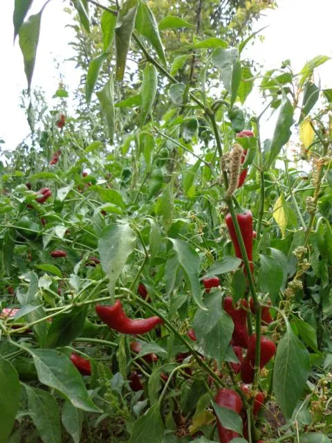  Anush`s B&B - picture  : Other animals 