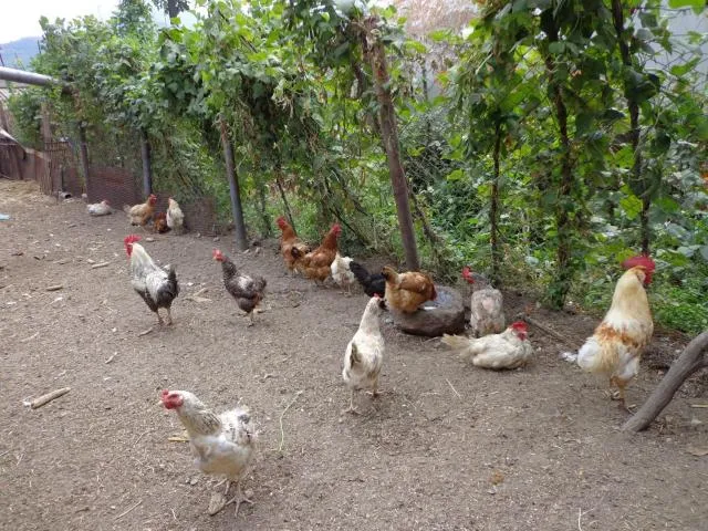  Anush`s B&B - picture  : Other animals 