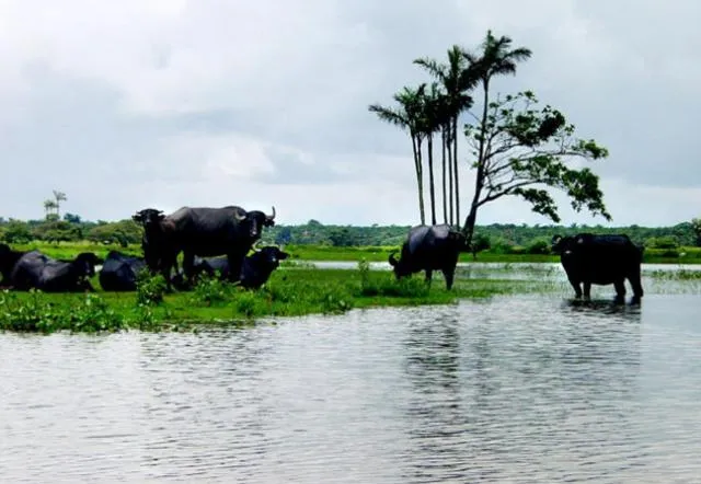  Pousada Asa Branca - photo  : Autres animaux 