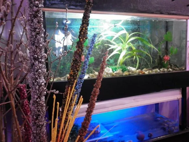  Guest House Dompolski - picture  : Swimming pool,Pool view,Animals 