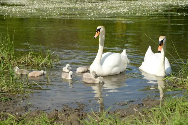  La Petite Passerelle à Mouzaive - picture  : Natural landscape,Other animals,Property 