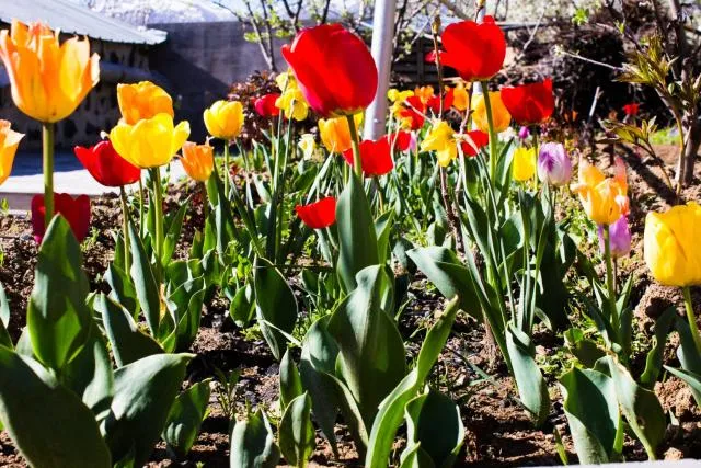  Lusya B&B - picture  : Garden,Garden,Balcony/Terrace,Area and facilities,Property 