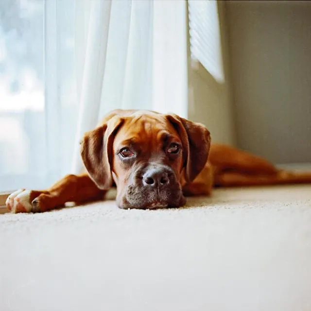  Pierre & Vacances Andorra Alba - picture  : Pets,Pets 