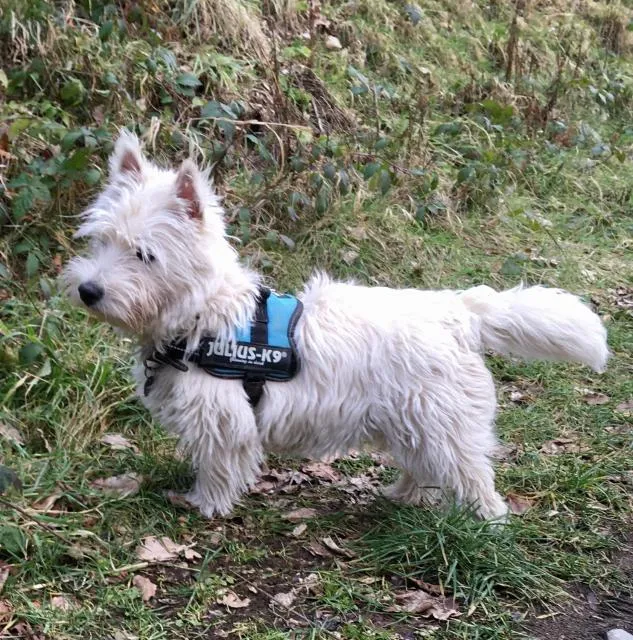  La Petite Passerelle à Mouzaive - picture  : Hiking,Animals,Pets,Property 