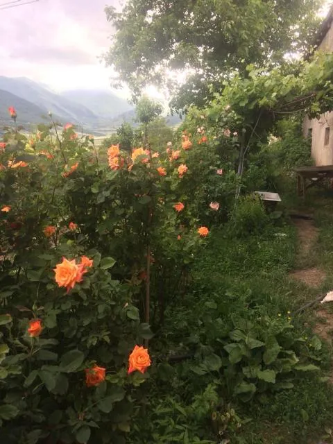  Anush`s B&B - picture  : Garden,Natural landscape,Garden,Property 