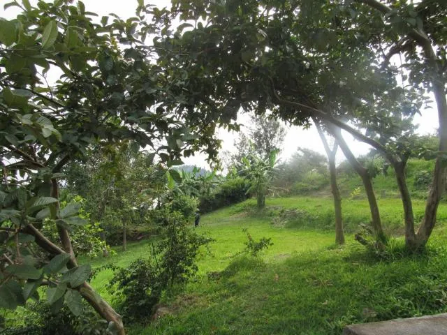  Rebero Kivu Resort - photo  : Jardin,Jardin,Propriété 