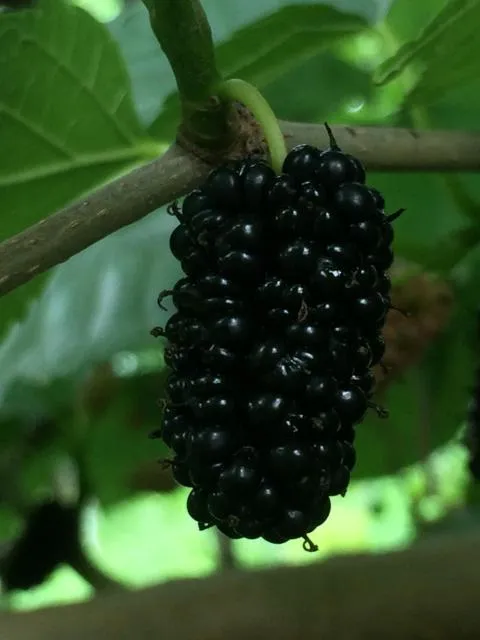  ECO-RESORT LORRET - picture  : Other animals,Garden,Garden view,Property 