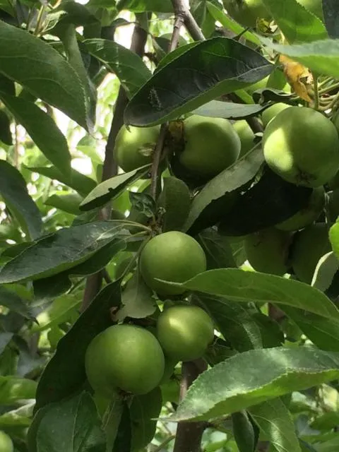  ECO-RESORT LORRET - picture  : Food,Garden,Garden view,Property 