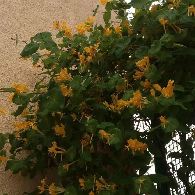  ECO-RESORT LORRET - picture  : Garden,Garden,Property 