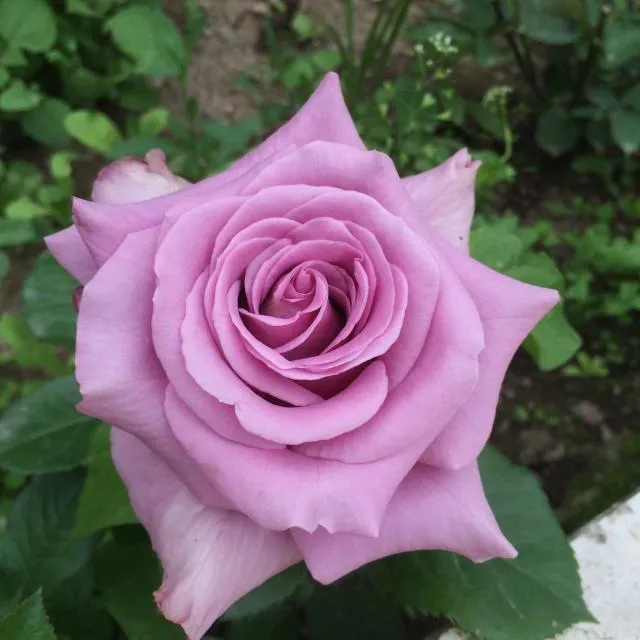  ECO-RESORT LORRET - picture  : Garden,Garden view,Property 