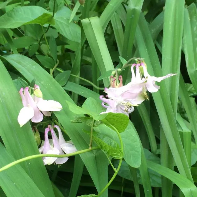  ECO-RESORT LORRET - picture  : Garden,Garden view,Property 