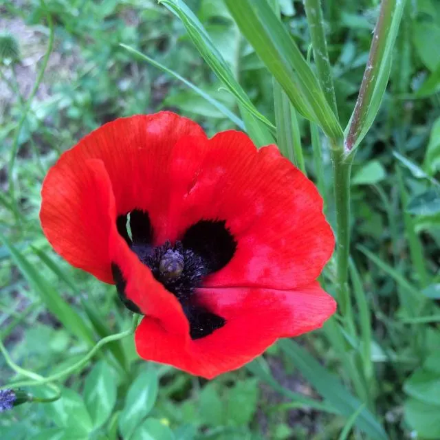  ECO-RESORT LORRET - picture  : Other animals,Garden,Garden view,Property 