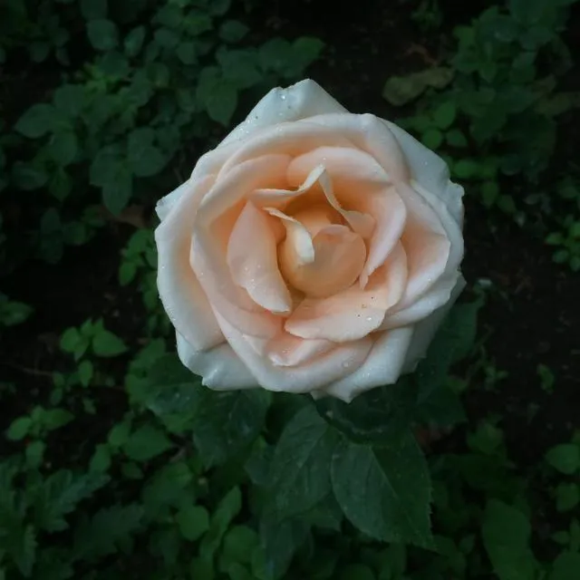  ECO-RESORT LORRET - picture  : Garden,Garden view,Property 