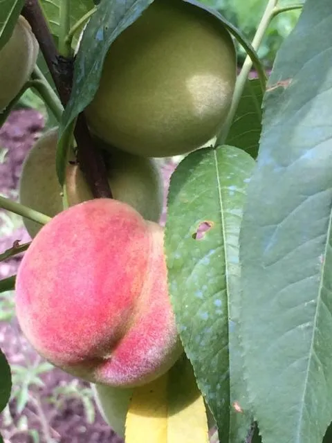  ECO-RESORT LORRET - picture  : Food,Garden,Garden view,Property 