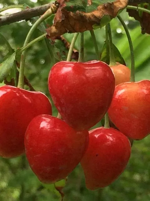  ECO-RESORT LORRET - picture  : Food,Garden,Garden view,Property 