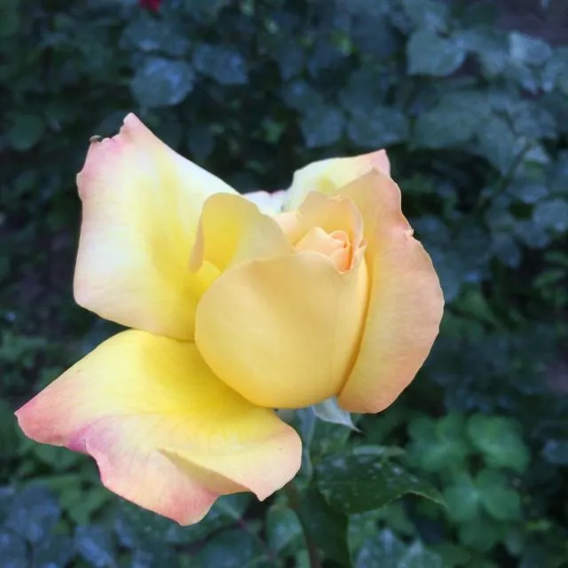  ECO-RESORT LORRET - picture  : Food,Garden,Garden view,Property 