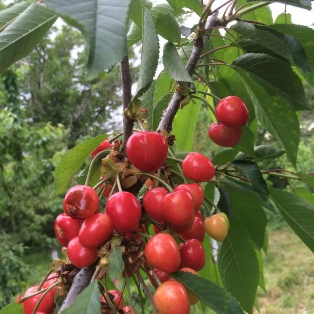  ECO-RESORT LORRET - picture  : Garden,Garden view,Property 