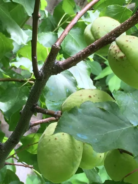  ECO-RESORT LORRET - picture  : Food,Other animals,Garden,Garden view,Property 