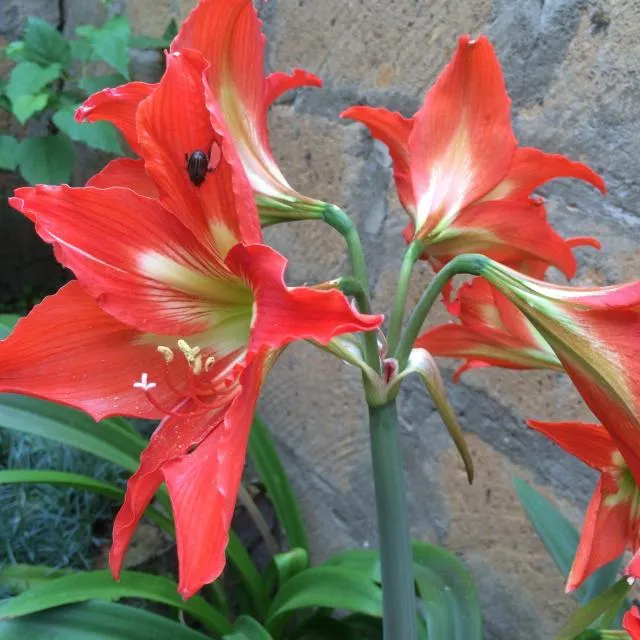  ECO-RESORT LORRET - picture  : Garden,Garden view,Property 