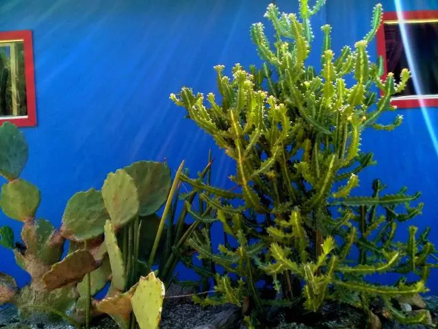  Hopi Cadushi Studio - picture  : Day,Garden view,Property 