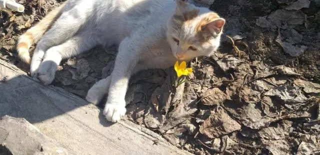  Popock City Center - picture  : Pets,Other animals 