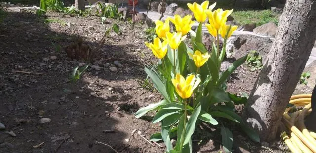  Popock City Center - picture  : Garden 