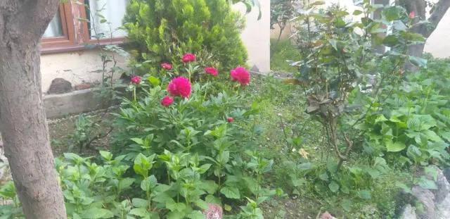  Popock City Center - picture  : Garden 