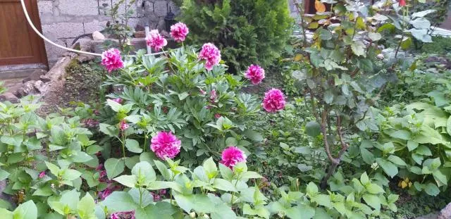  Popock City Center - picture  : Garden 