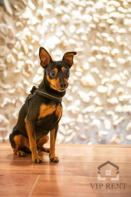  Casa Pairal Candia - picture  : Pets,Summer,Pets 