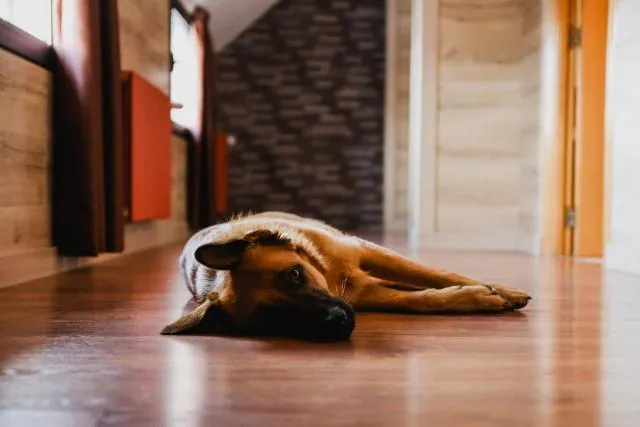  Cal Ruiz - picture  : Pets 