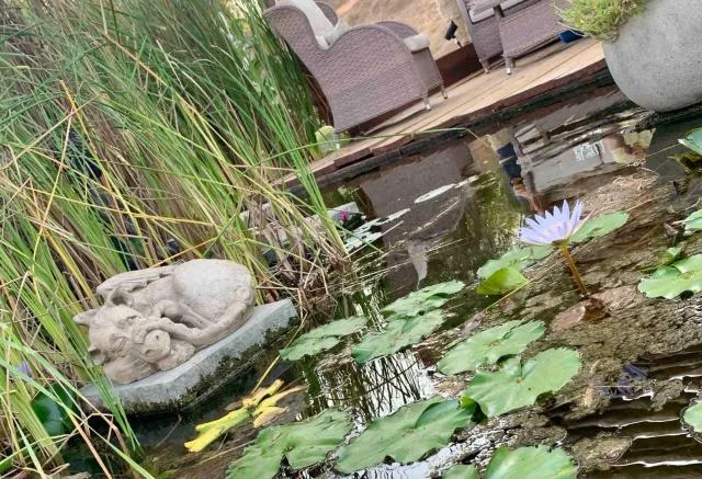  RAK Glamping - picture  : Patio,Other animals,Summer,View (from property/room),Animals,Text overlay,Property 